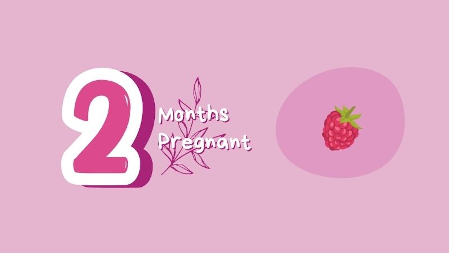 2 months pregnant with raspberry for scale